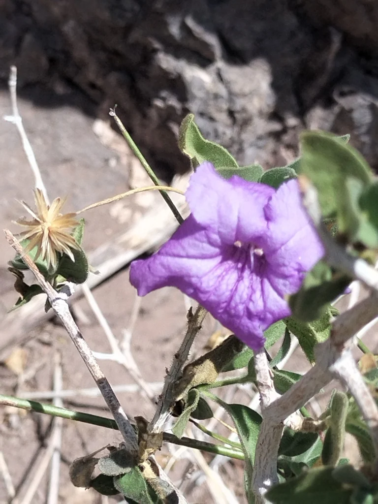 Ruellia Californica