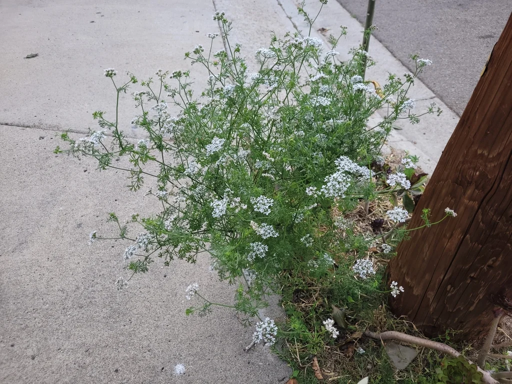Coriandrum Sativum