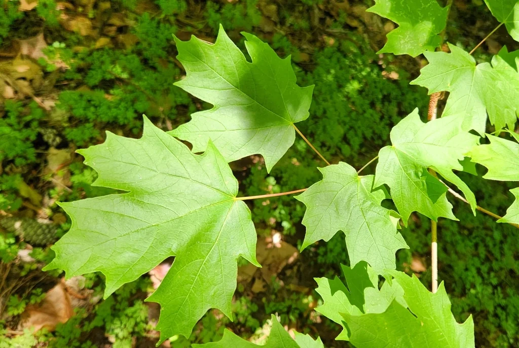 Acer Floridanum