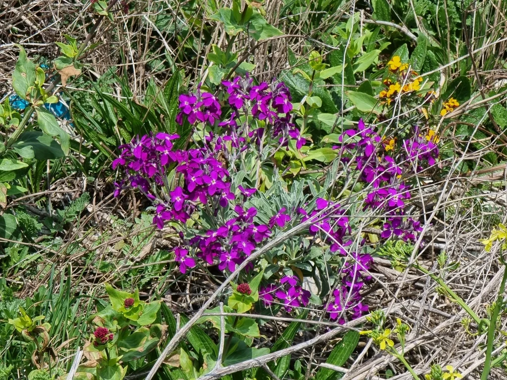 Matthiola Incana