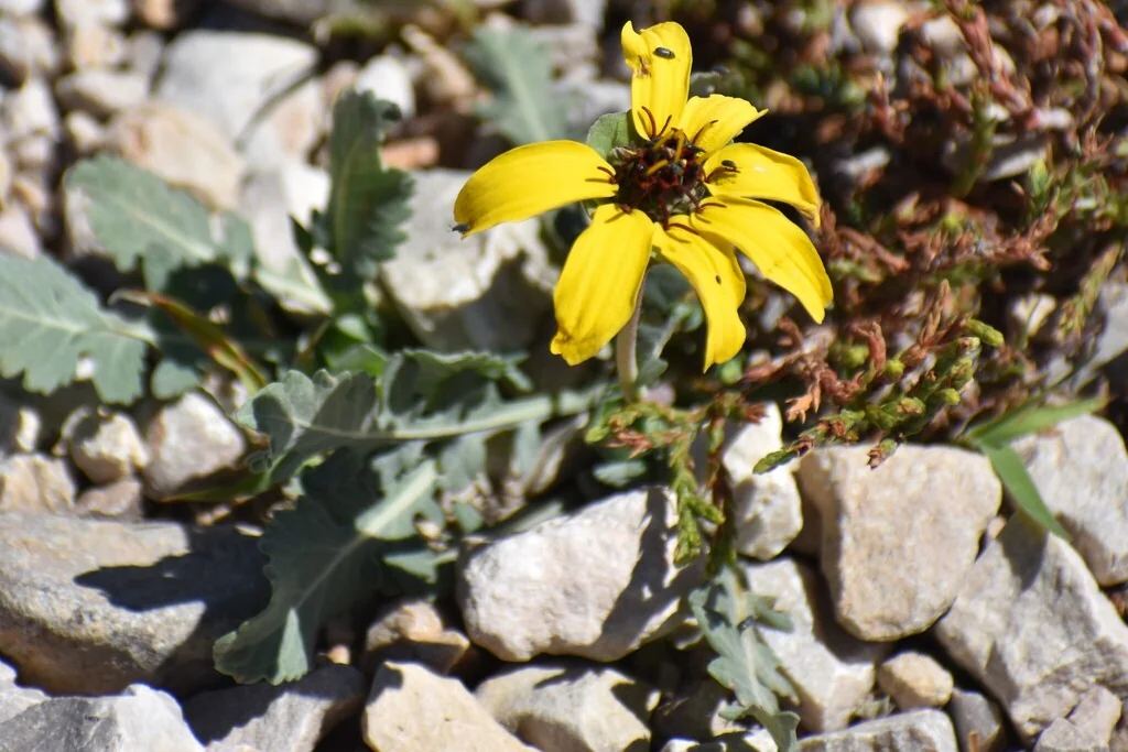 Berlandiera Lyrata