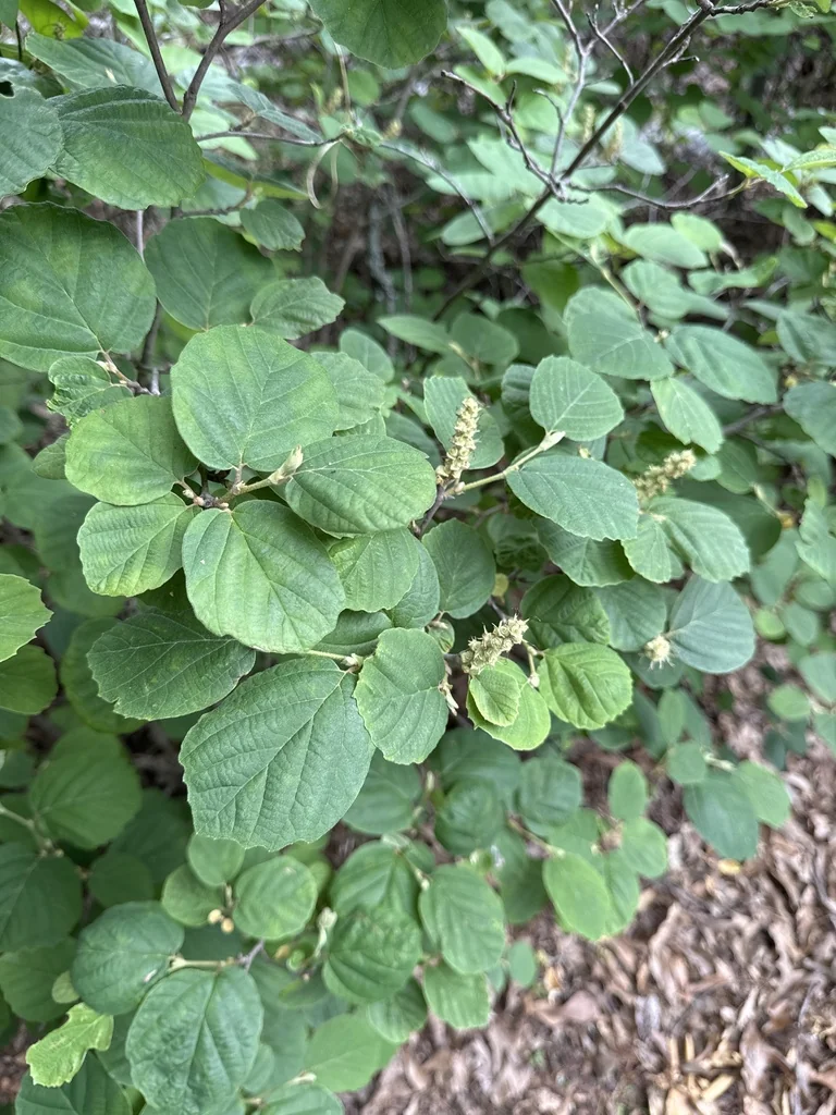 Fothergilla Gardenii