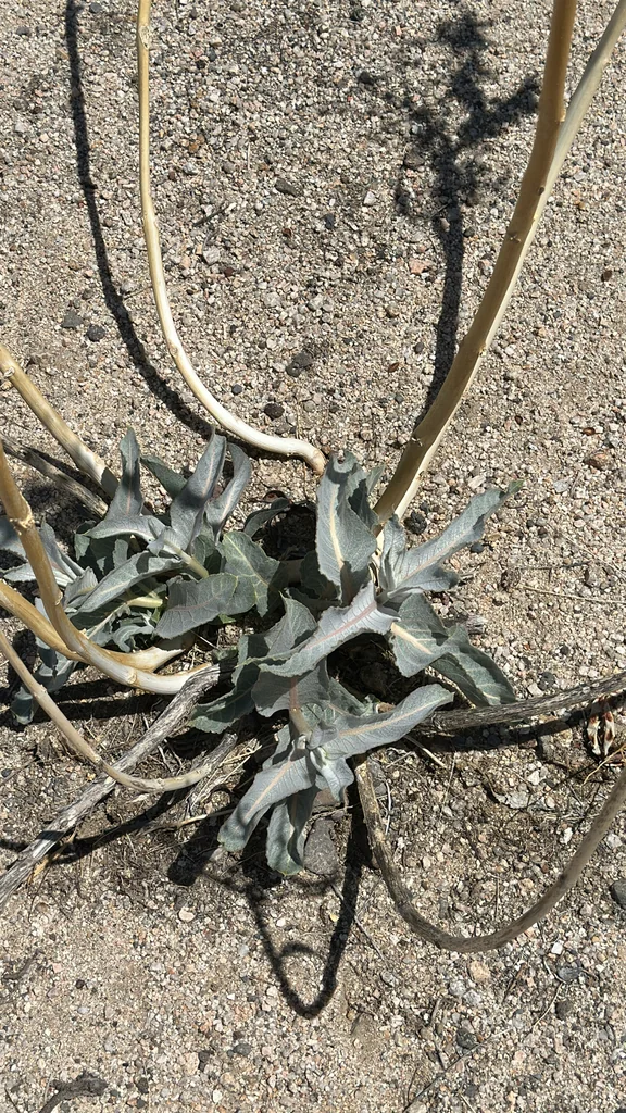 Asclepias Erosa