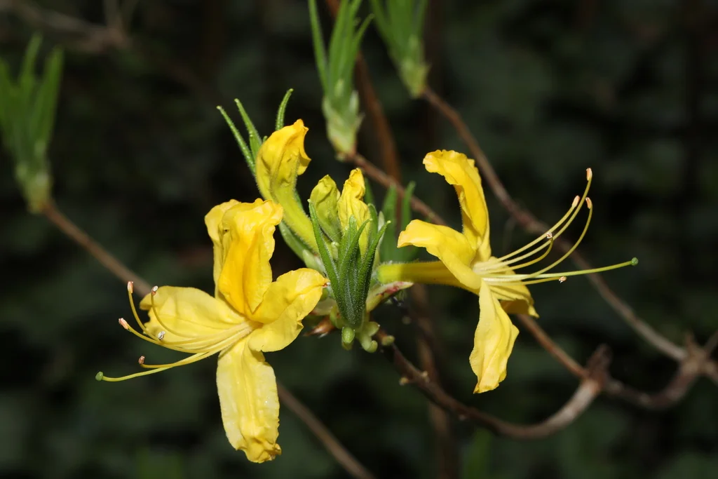 Rhododendron Luteum
