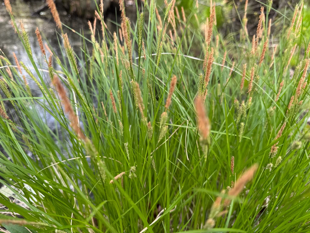 Carex Stricta