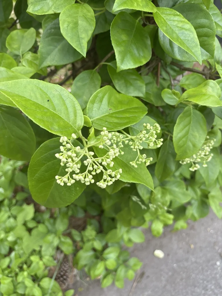 Hydrangea Anomala Petiolaris