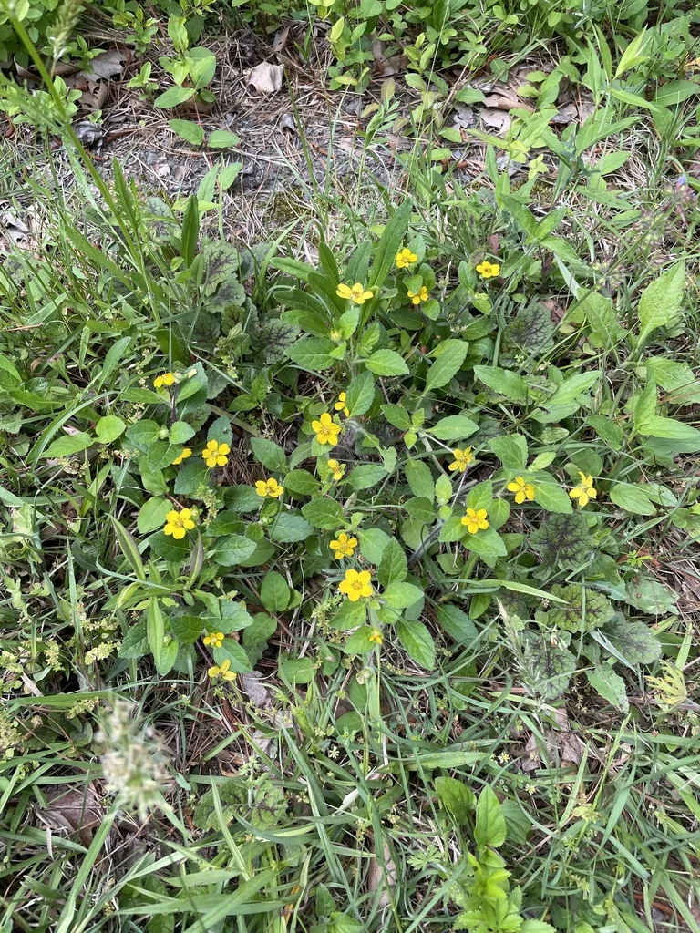 Chrysogonum Virginianum