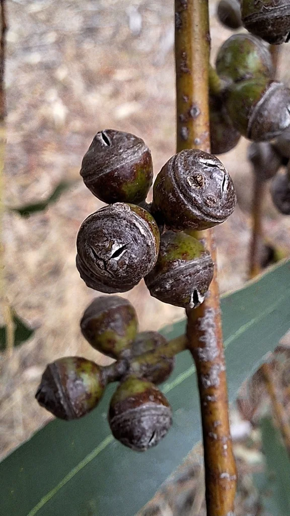 Eucalyptus Viminalis