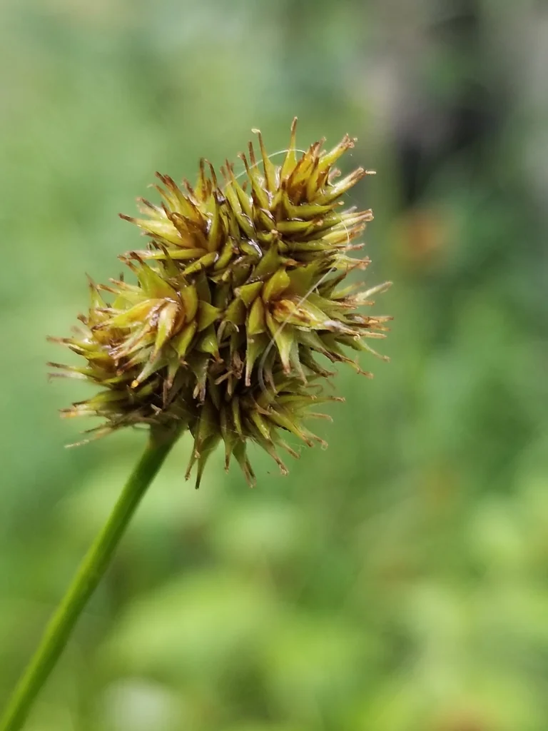 Carex Pachystachya