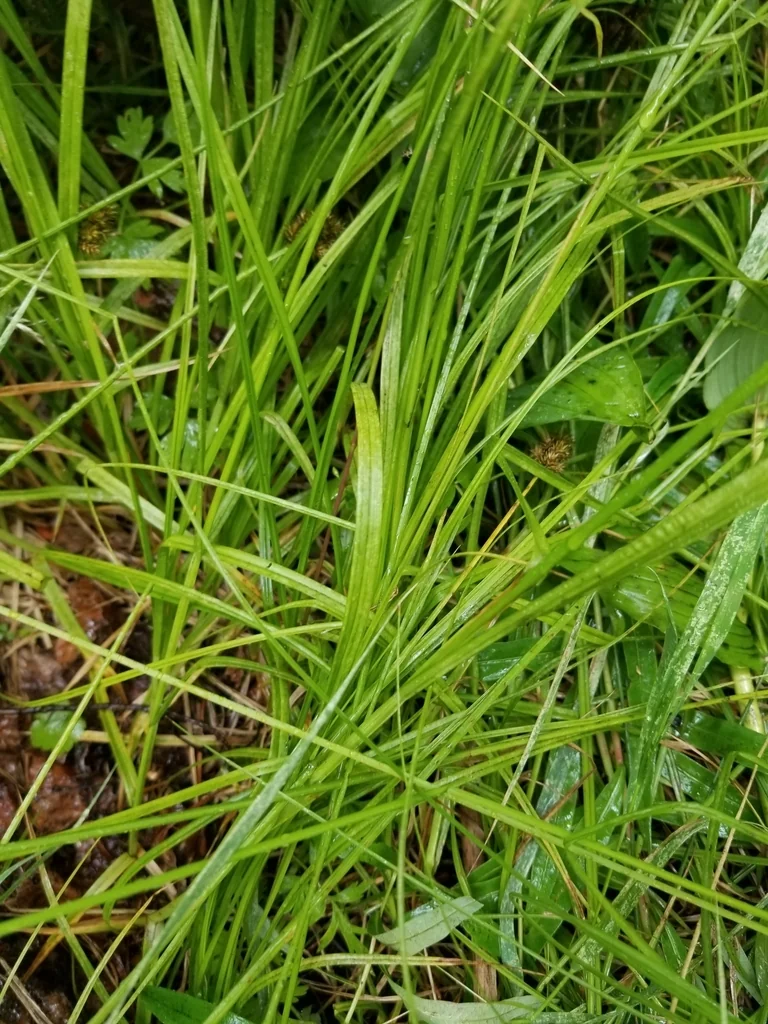 Carex Pachystachya