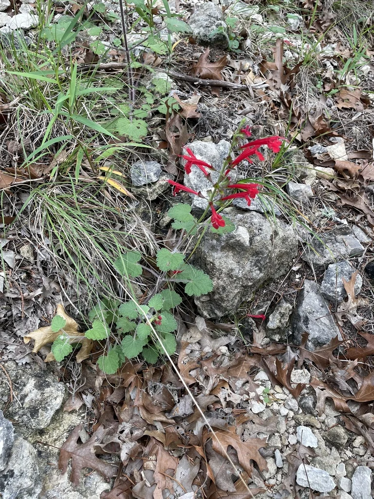 Salvia Roemeriana