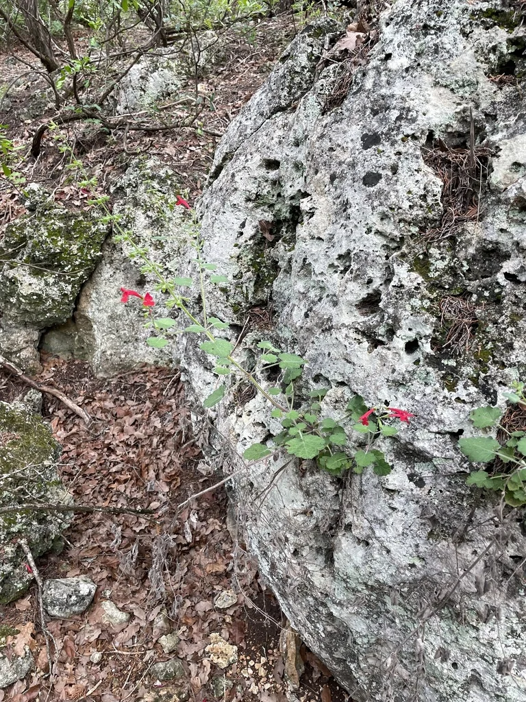 Salvia Roemeriana