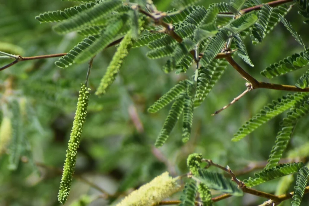 Prosopis Velutina