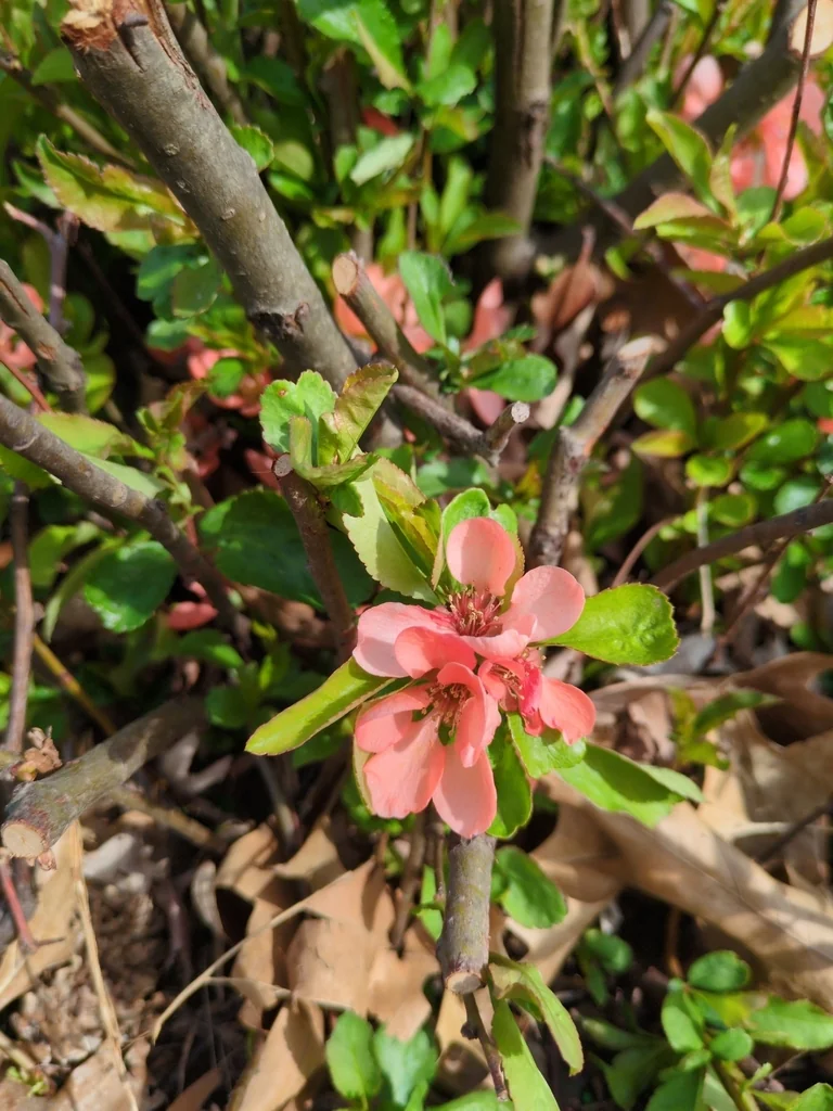 Chaenomeles speciosa