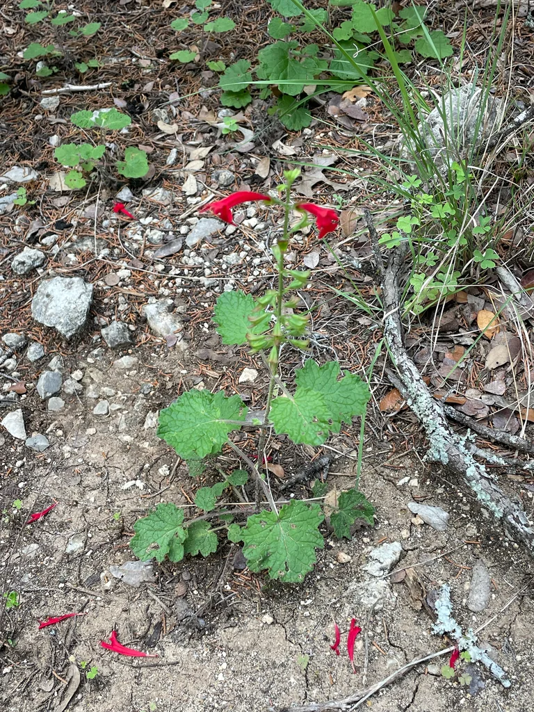Salvia Roemeriana