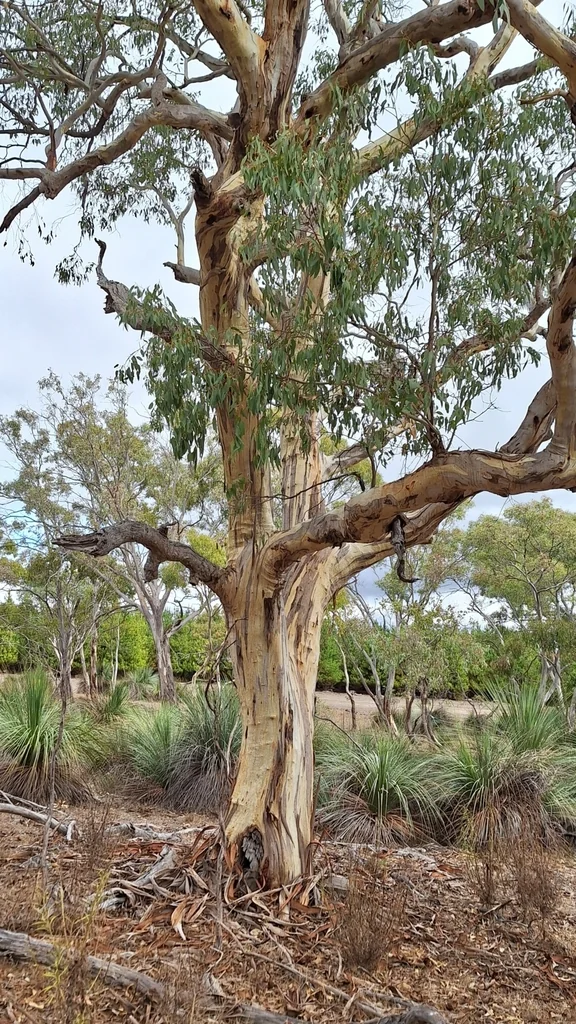 Eucalyptus Leucoxylon