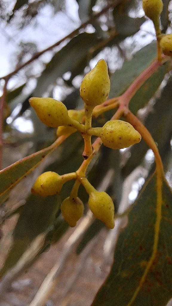 Eucalyptus Leucoxylon