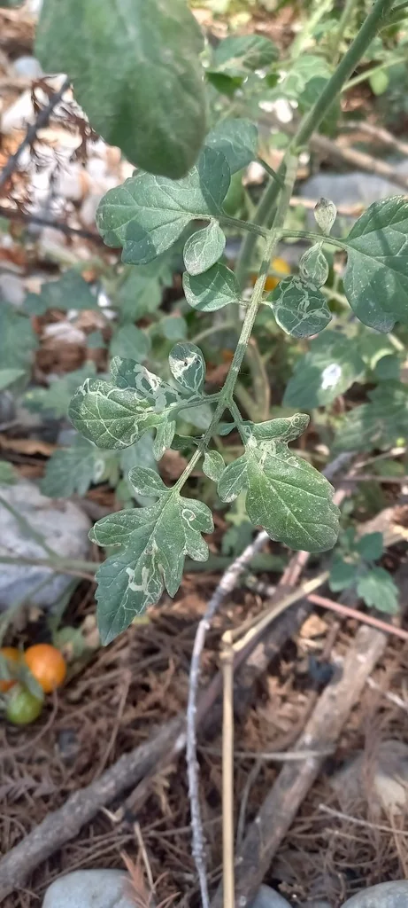 Solanum Lycopersicum Var. Cerasiforme