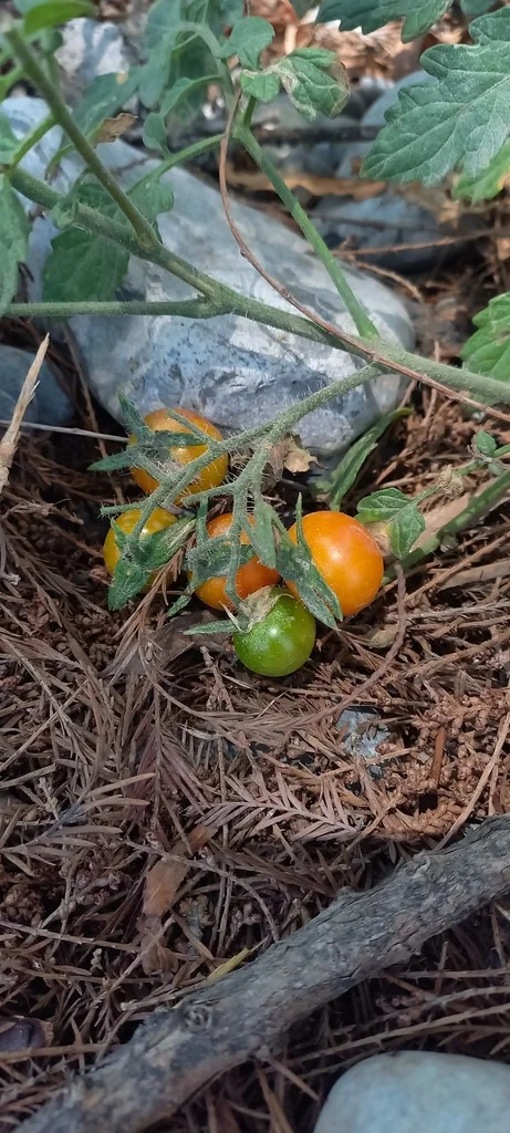 Solanum Lycopersicum Var. Cerasiforme