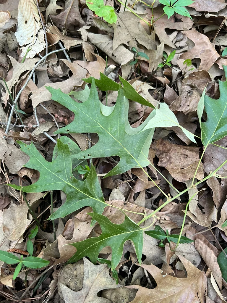 Quercus Pagoda