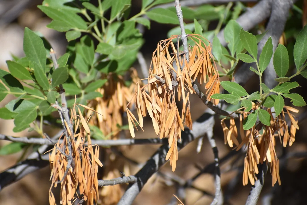 Fraxinus Velutina