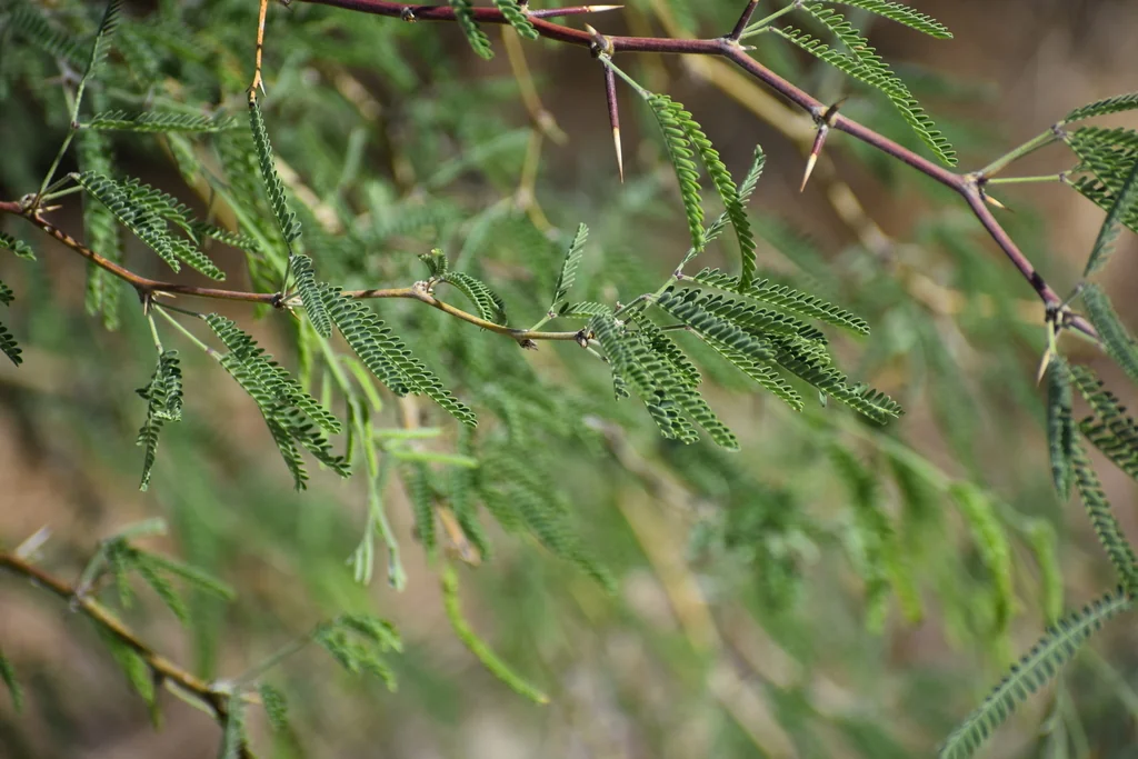 Prosopis Velutina