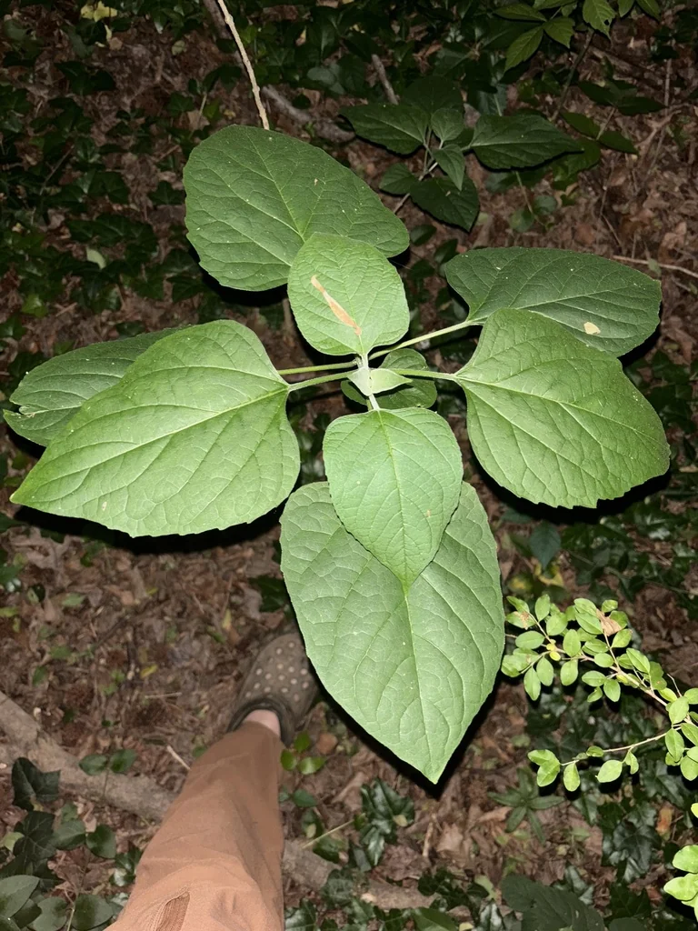 Clerodendrum Trichotomum