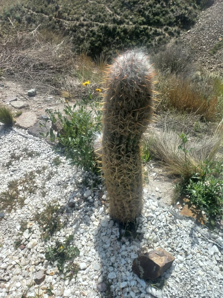 Oreocereus Celsianus