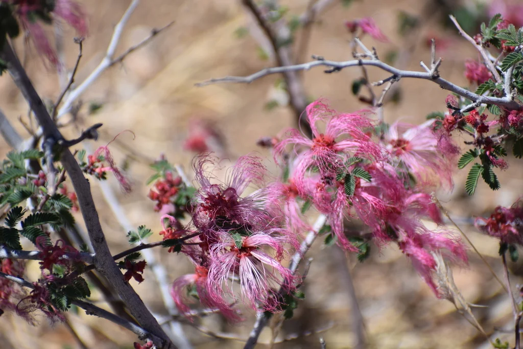 Calliandra Eriophylla