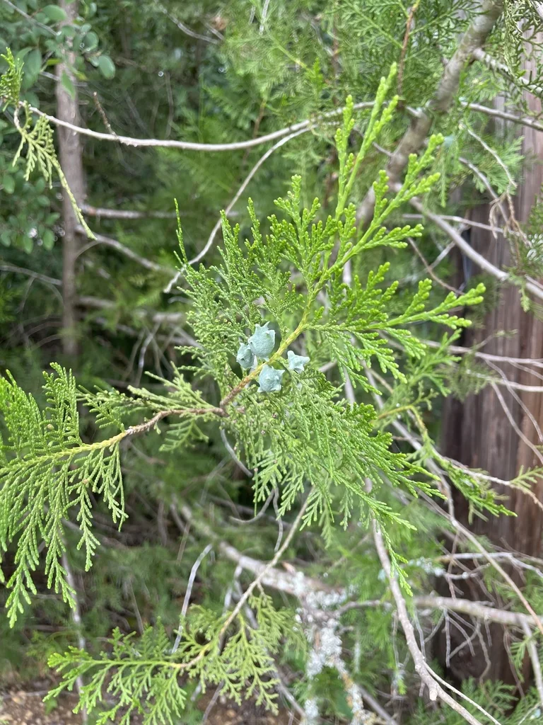 Platycladus Orientalis