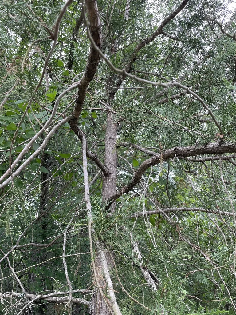 Platycladus Orientalis