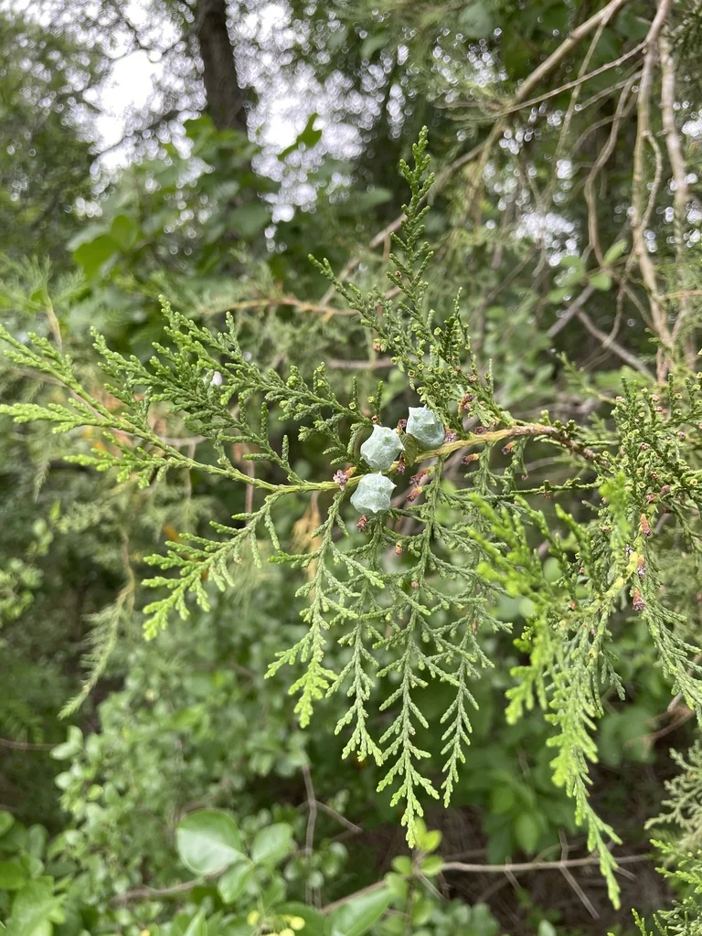 Platycladus Orientalis