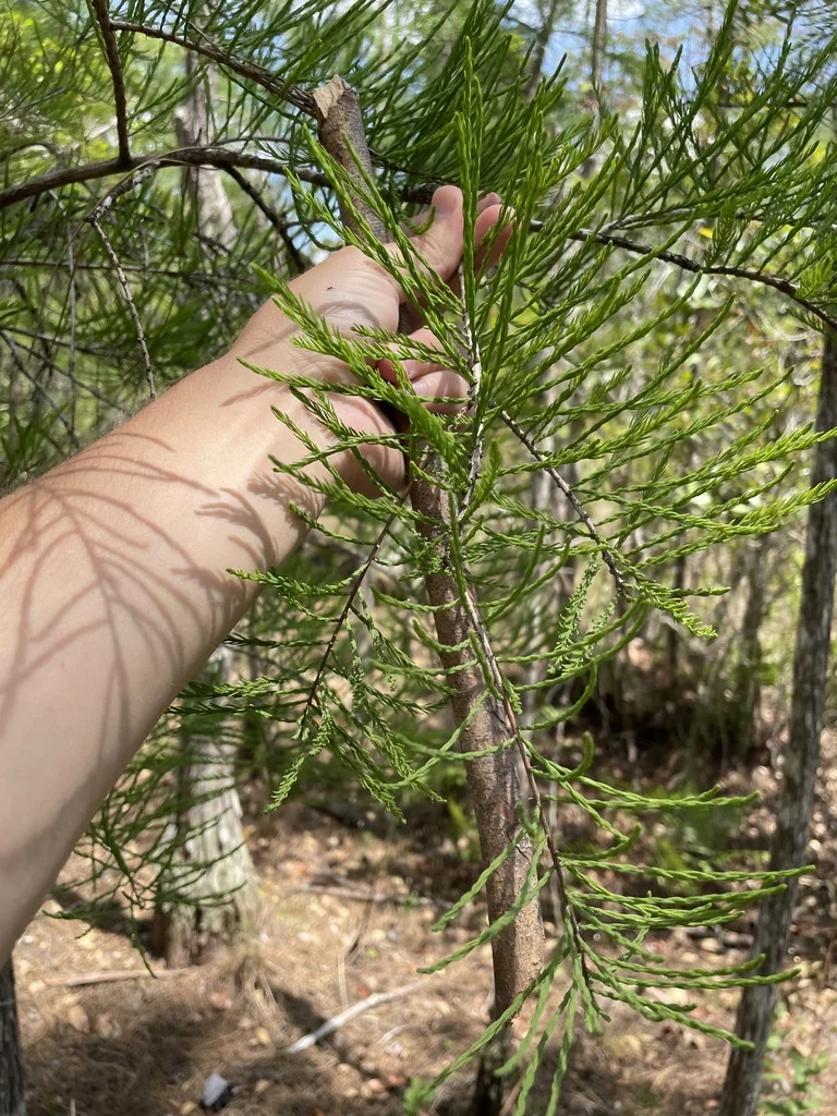 Taxodium Ascendens