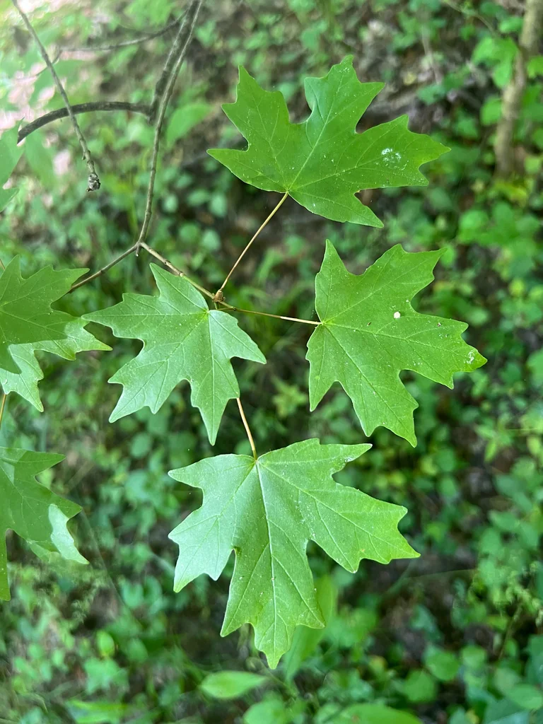 Acer Floridanum