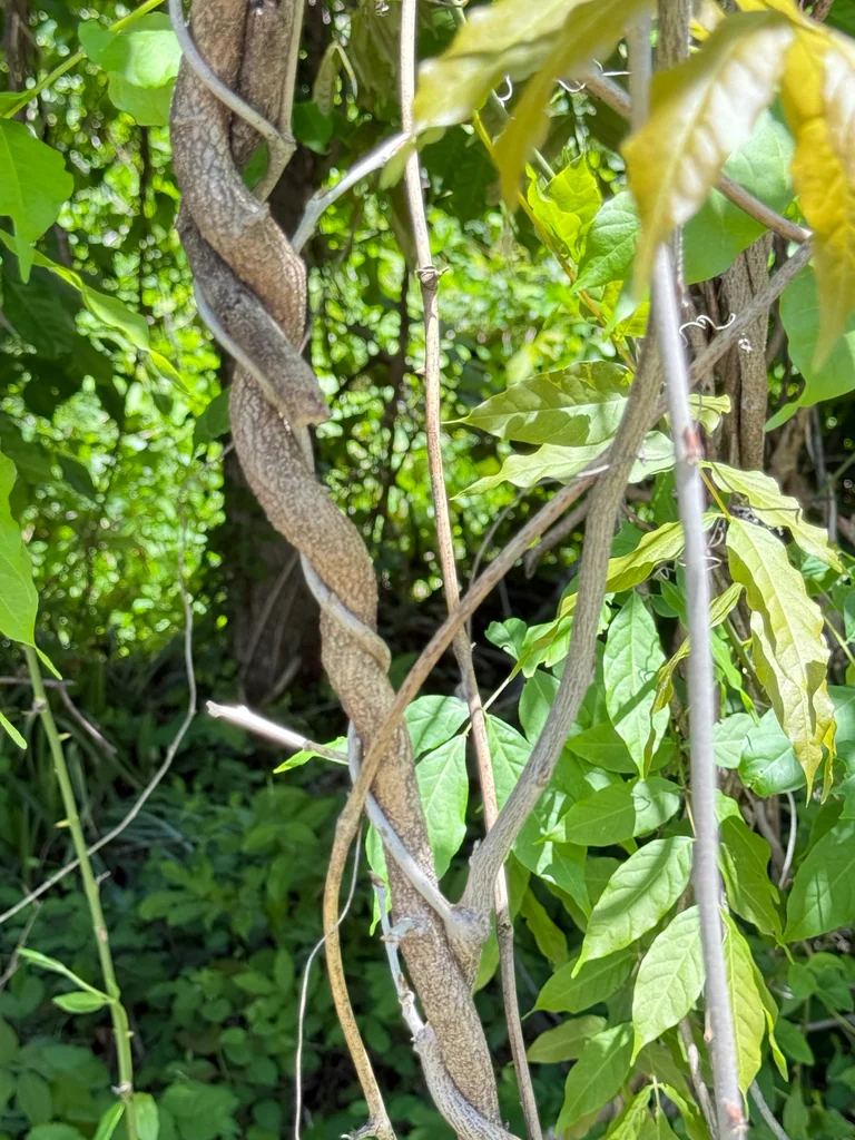 Wisteria Floribunda