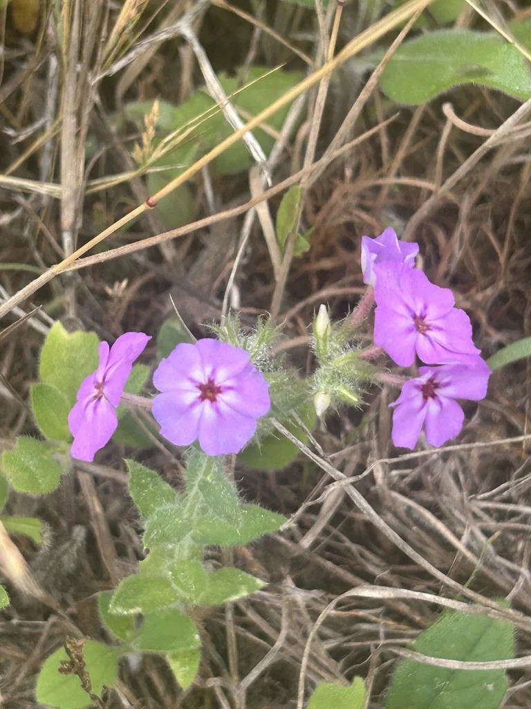 Phlox drummondii