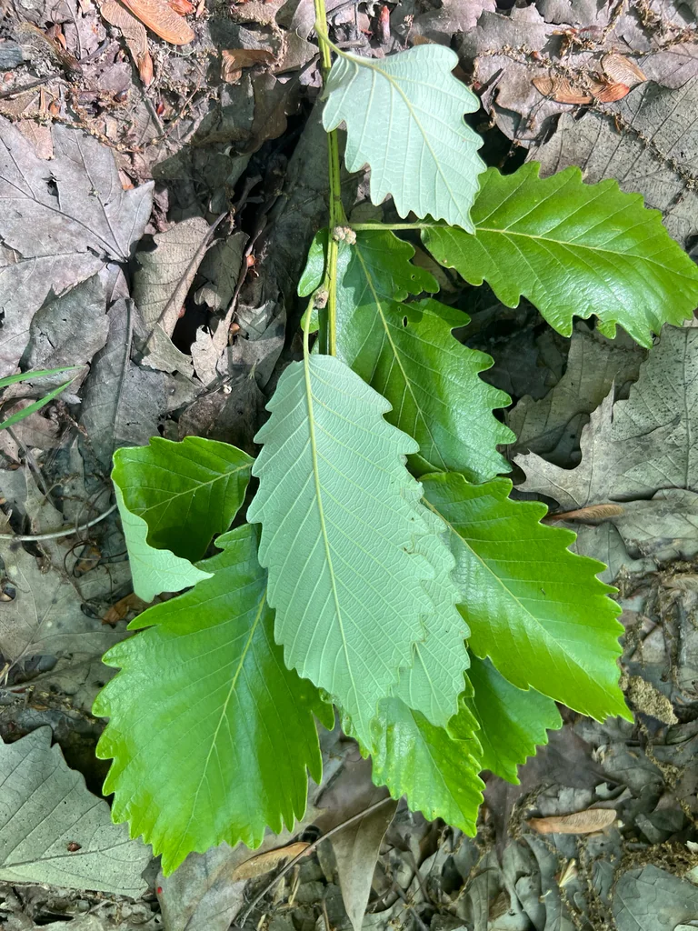 Quercus Michauxii