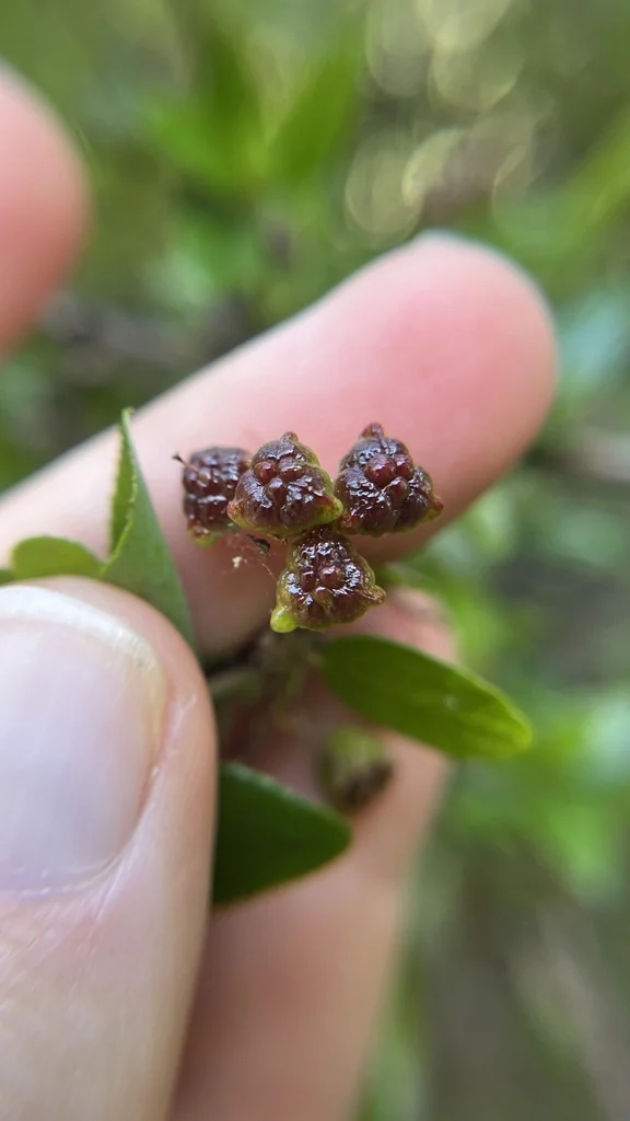 Ceanothus Oliganthus