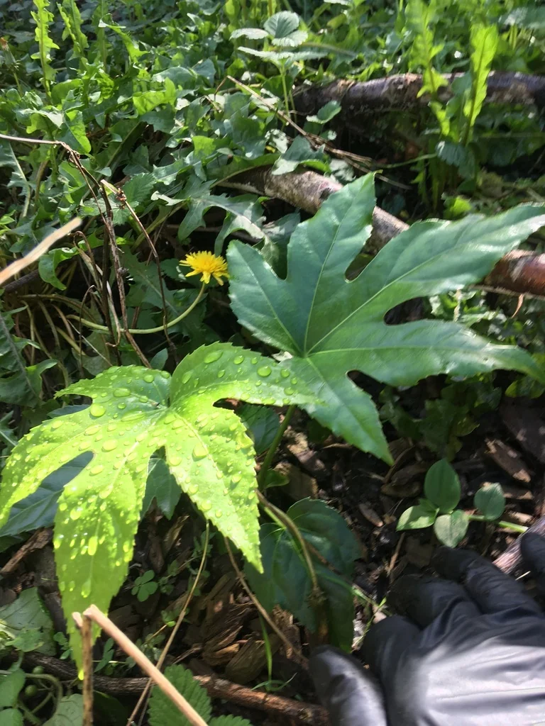 Fatsia Japonica