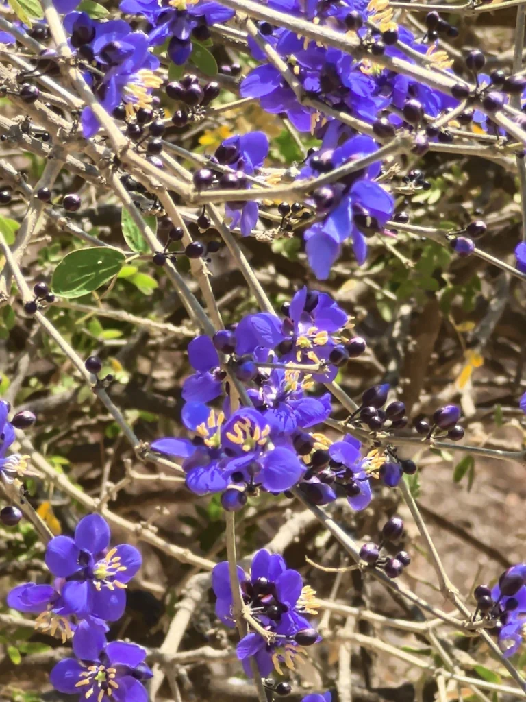 Guaiacum Coulteri
