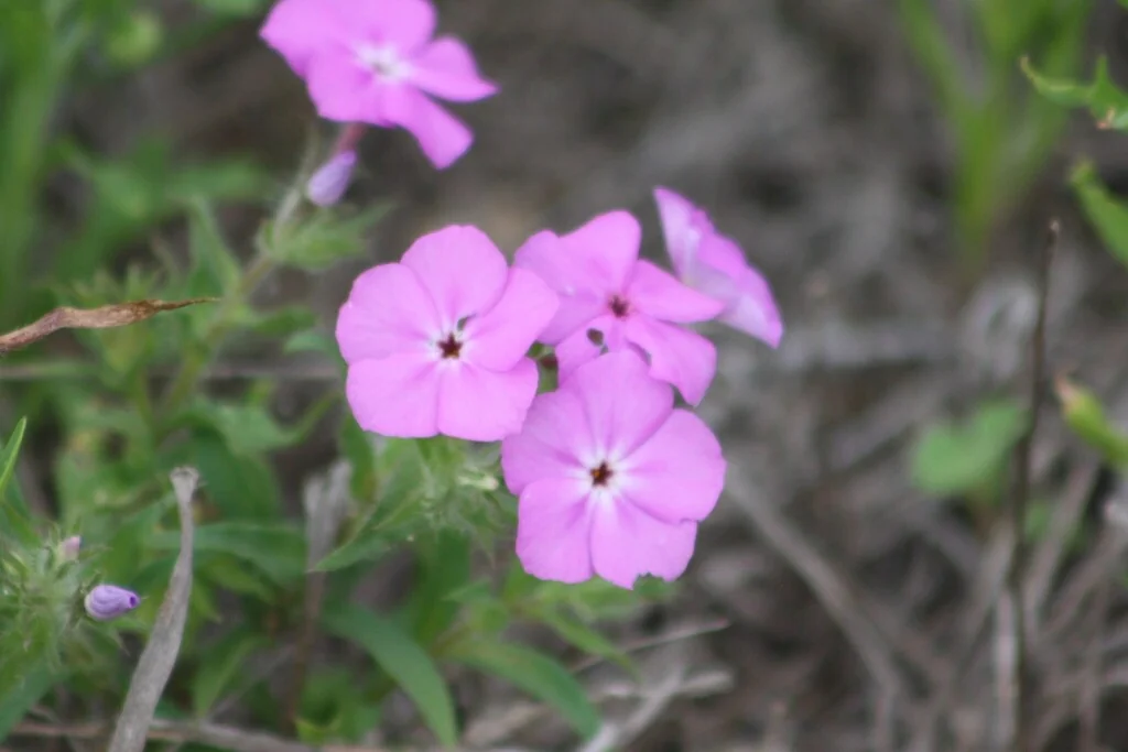 Phlox drummondii