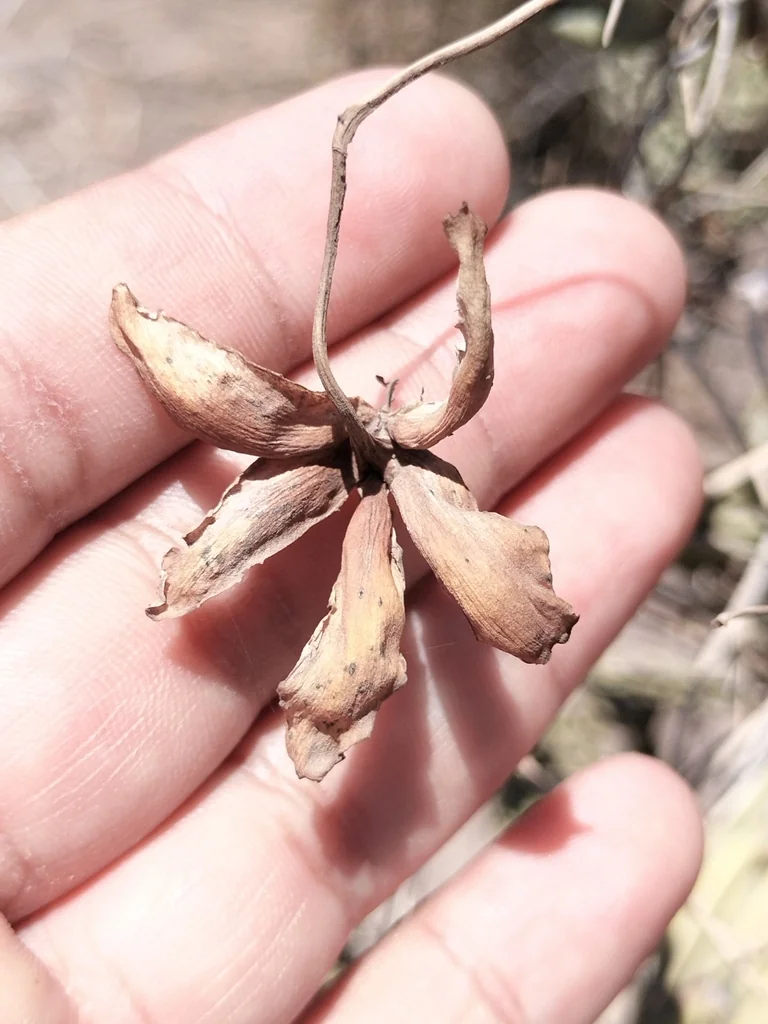 Merremia Aurea