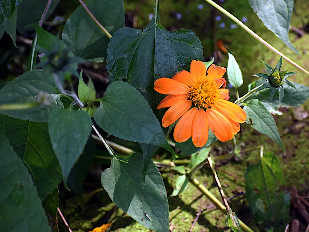 Tithonia Rotundifolia