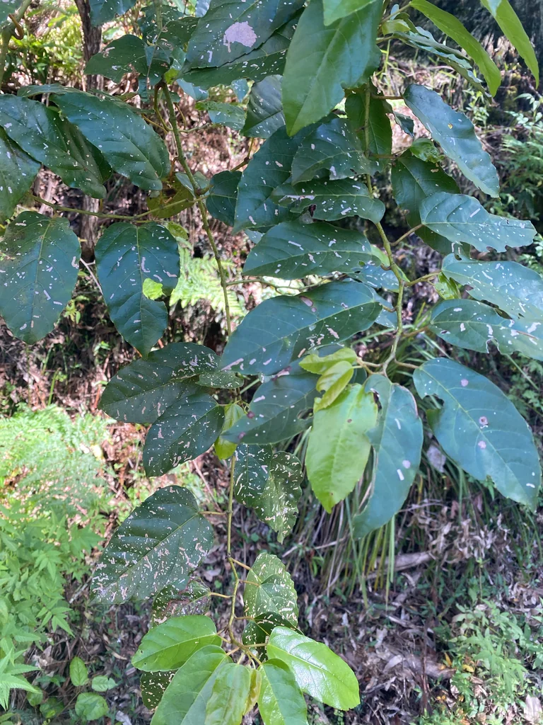 Cissus Antarctica