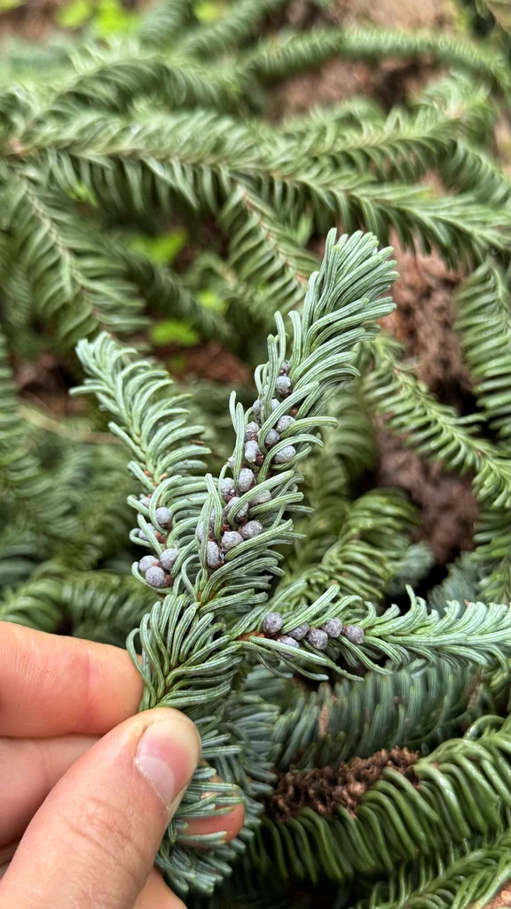Abies Procera