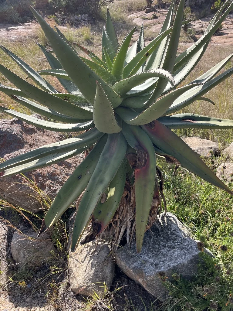 Aloe Marlothii