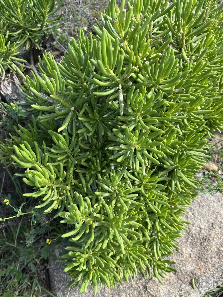 Senecio Barbertonicus