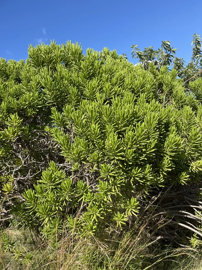 Senecio Barbertonicus