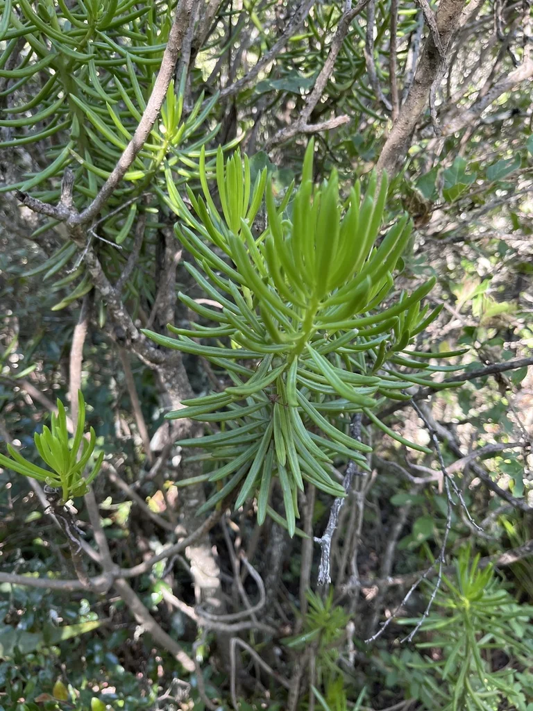 Senecio Barbertonicus