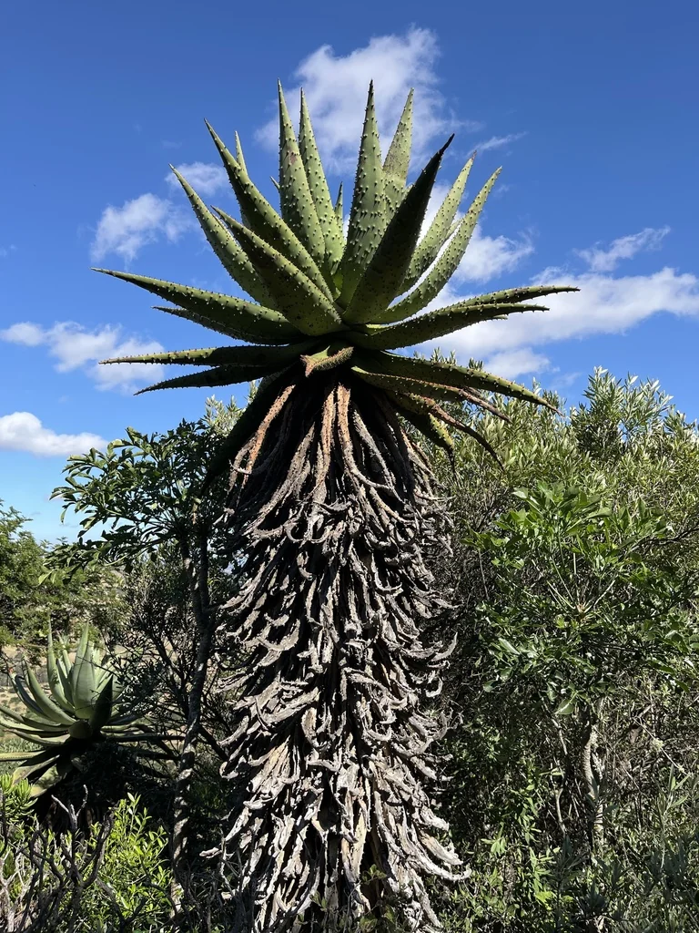 Aloe Marlothii